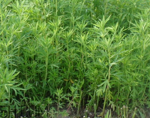 藜蒿是什么植物？藜蒿怎么種植