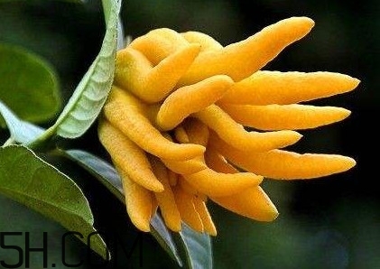 佛手柑泡水喝有什么功效？佛手柑產(chǎn)地在哪兒