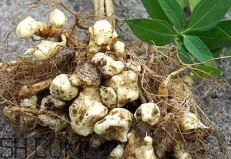 菊芋怎么做好吃？菊芋怎么腌制