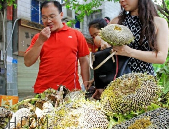 葵花籽不能和什么一起吃？葵花籽什么時(shí)候成熟