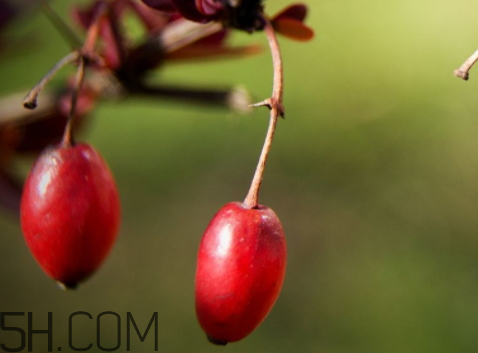 山茱萸什么時(shí)候成熟？山茱萸什么時(shí)候結(jié)果？