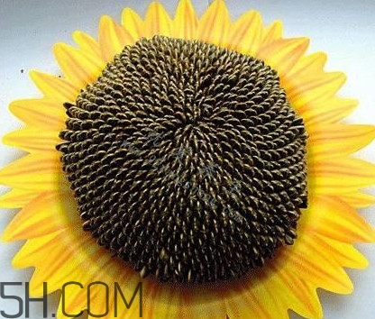 葵花籽是什么？葵花籽和瓜子的區(qū)別