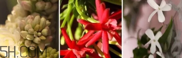 gucci bloom香水好聞嗎？gucci bloom香水香評(píng)