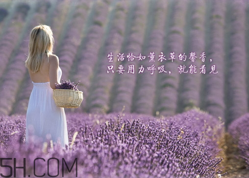 香柏樹薰衣草敏感修復(fù)乳液怎么樣？多少錢？