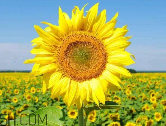 向日葵什么時候開花？向日葵什么時候成熟