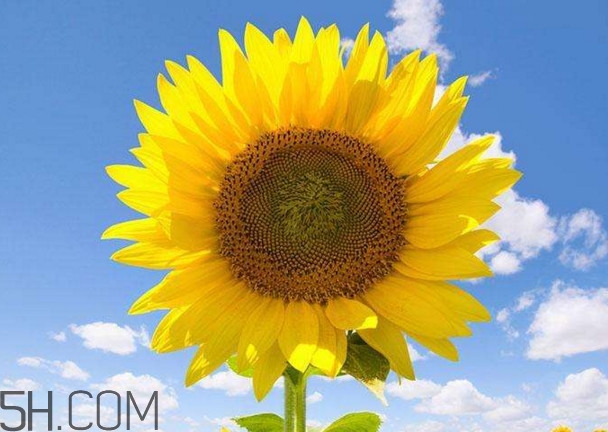 向日葵是怎么傳播種子的？向日葵是圍著太陽轉(zhuǎn)嗎