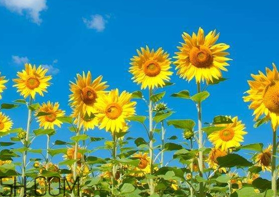 向日葵向什么方向？向日葵的花語是什么