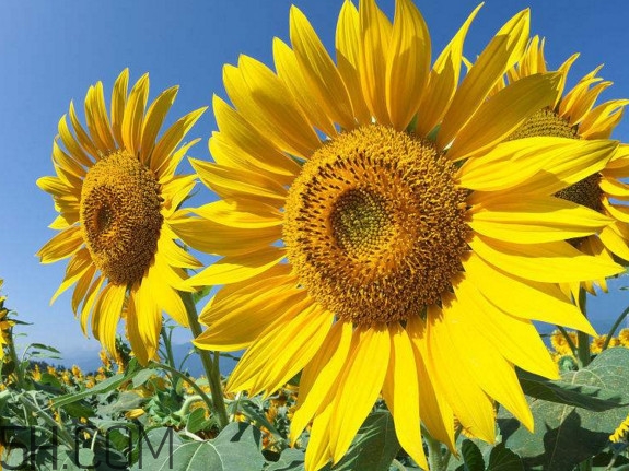 向日葵什么時候開花？向日葵什么時候成熟