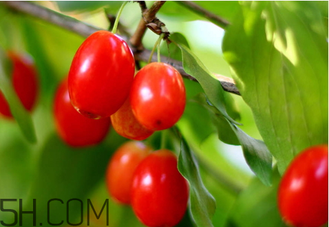 山茱萸什么時(shí)候成熟？山茱萸什么時(shí)候結(jié)果？