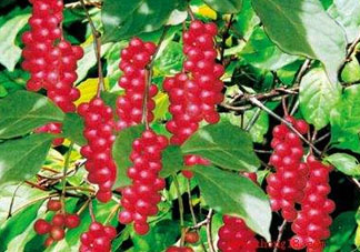 山茱萸什么時(shí)候成熟？山茱萸什么時(shí)候結(jié)果？