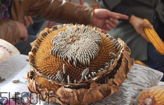 葵花籽怎么弄下來？葵花籽怎么脫粒