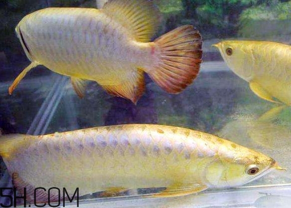 金龍魚(yú)有什么寓意？金龍魚(yú)有幾個(gè)品種
