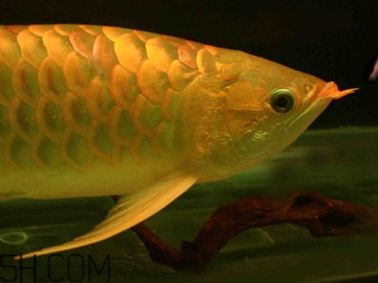 什么魚和金龍魚一起養(yǎng)好？金龍魚怎么養(yǎng)