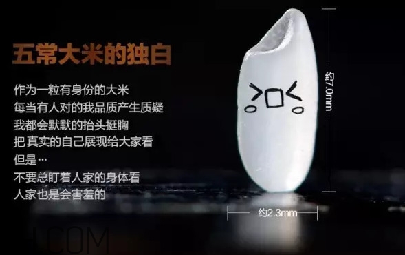五常大米為什么那么貴？五常大米比一般大米味道好在哪兒