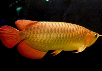 金龍魚能吃嗎？紅龍魚貴還是金龍魚貴