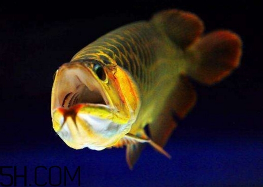 金龍魚(yú)有什么寓意？金龍魚(yú)有幾個(gè)品種