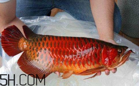 金龍魚(yú)能吃嗎？紅龍魚(yú)貴還是金龍魚(yú)貴