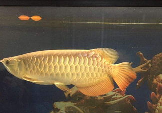 金龍魚是什么魚？金龍魚多少錢一條