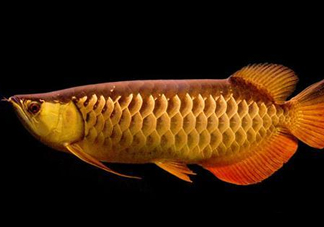 什么魚和金龍魚一起養(yǎng)好？金龍魚怎么養(yǎng)
