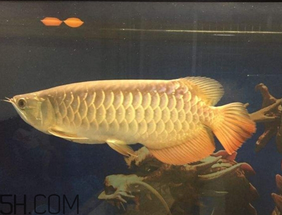 金龍魚是什么魚？金龍魚多少錢一條