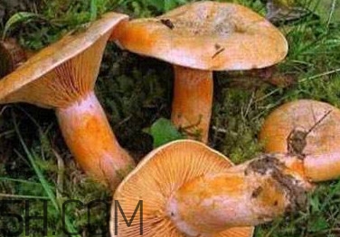 樅樹菌有點霉了能吃嗎？樅樹菌能和皮蛋一起吃嗎