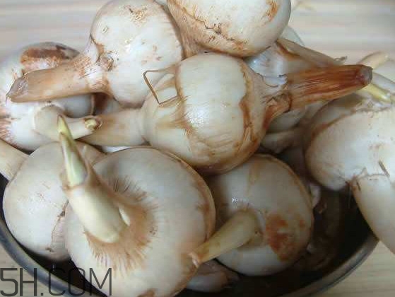 慈菇是什么？慈菇怎么吃