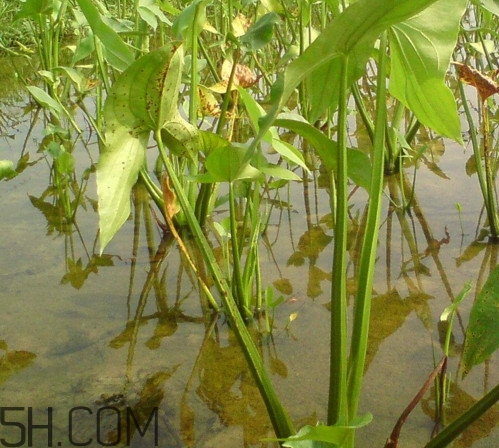慈菇什么時候種？慈菇什么季節(jié)有