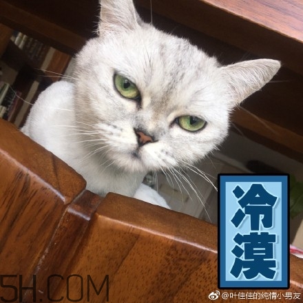 你個(gè)臭居居什么意思？你個(gè)臭居居表情包