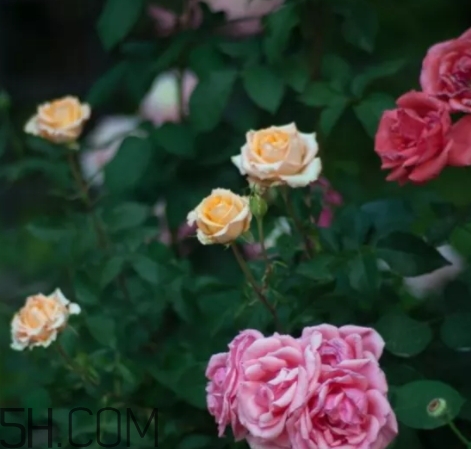 香水工坊茶玫瑰tea rose好聞嗎？tea rose香水有假貨嗎？