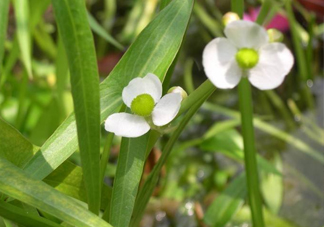 慈菇什么時候種？慈菇什么季節(jié)有