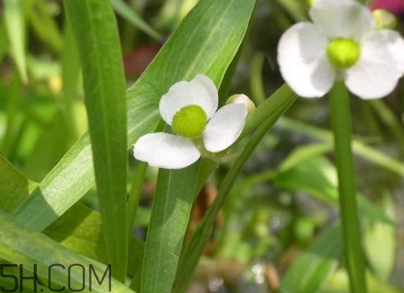 慈菇什么時候種？慈菇什么季節(jié)有