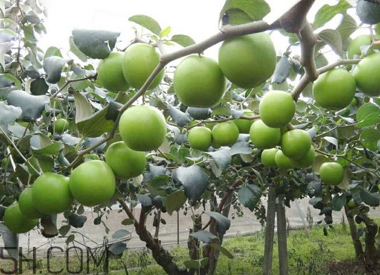 青棗核可以種嗎？青棗種植方法及管理