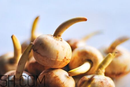 慈菇是什么？慈菇怎么吃