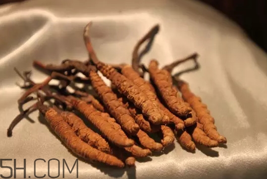 冬蟲(chóng)夏草真的冬天是蟲(chóng)夏天是草嗎？冬蟲(chóng)夏草是怎么長(zhǎng)成