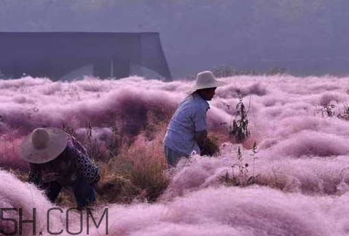粉黛亂子是什么植物？粉黛亂子草花語