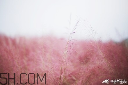 粉黛亂子是什么植物？粉黛亂子草花語