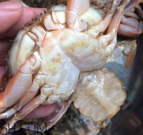 花蓋蟹和梭子蟹哪個(gè)好吃？花蓋蟹和梭子蟹區(qū)別