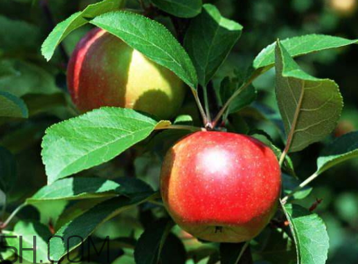 紅玫瑰蘋果多少錢一斤 紅玫瑰蘋果的營養(yǎng)價(jià)值