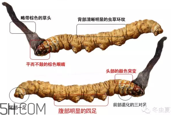 冬蟲夏草怎么保存？冬蟲夏草怎么挑選
