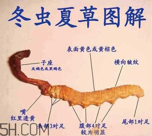 冬蟲夏草是動(dòng)物還是植物？冬蟲夏草是藥食同源嗎