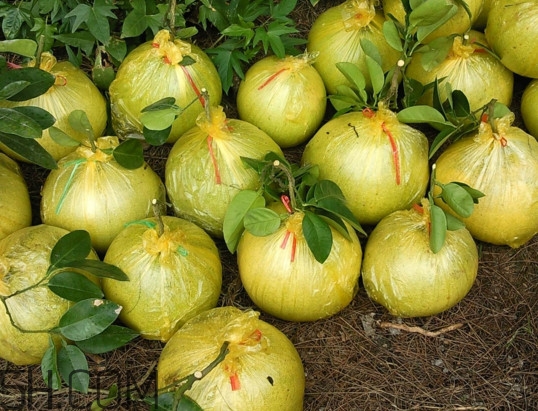 文旦上火嗎？文旦種植環(huán)境條件