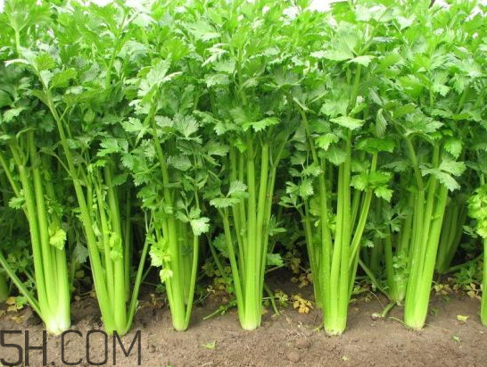 吃什么食物會導(dǎo)致失眠？睡前吃巧克力會導(dǎo)致失眠嗎？