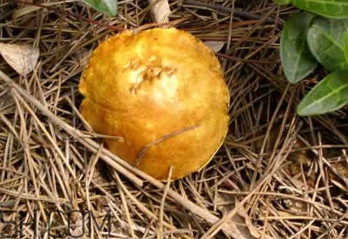 松菇怎么清洗？松菇不能和什么一起吃