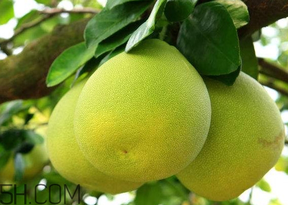 文旦怎么保存？文旦是哪個地方的特產(chǎn)