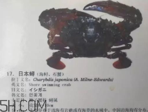 海虹蟹和梭子蟹哪個好？海虹蟹和梭子蟹的區(qū)別