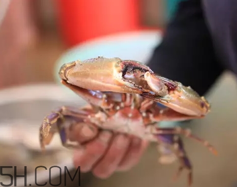 海虹蟹蒸多久才可以熟？海虹蟹蒸多長時間