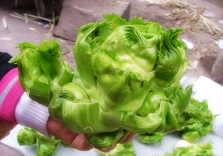 兒菜怎么種？兒菜怎么腌制