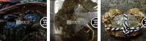 菜蟹是什么蟹？菜蟹的營養(yǎng)價值與功效