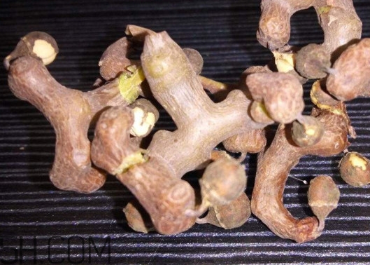 雞爪梨解酒是真的嗎？雞爪梨種下幾年能開花結(jié)果