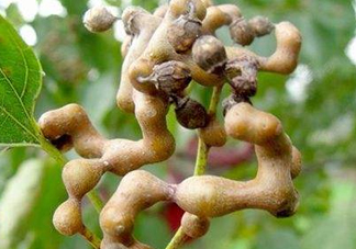 雞爪梨解酒是真的嗎？雞爪梨種下幾年能開花結果